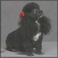 tiny teacup poodle puppies for sale